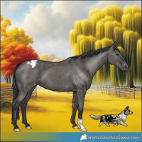 Horse Color:Grullo Varnish Brindle