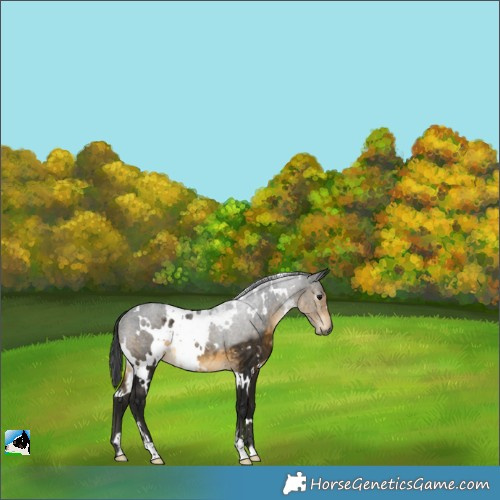 Horse Color:Gray White Spotted Buckskin Rabicano 