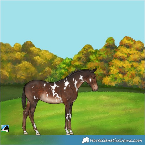Horse Color:White Spotted Liver Chestnut 