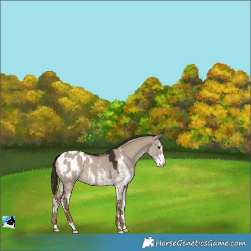 Horse Color:White Spotted Liver Red Dun Appaloosa 