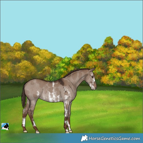 Horse Color:Liver Red Dun Sabino Rabicano 