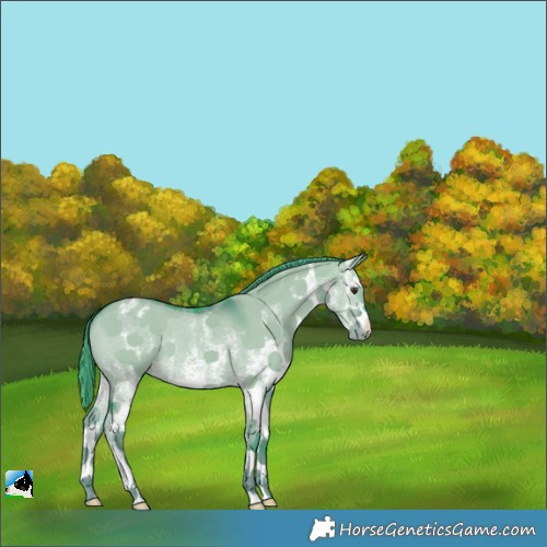 Horse Color:Watercolor White Spotted Liver Red Dun Appaloosa 