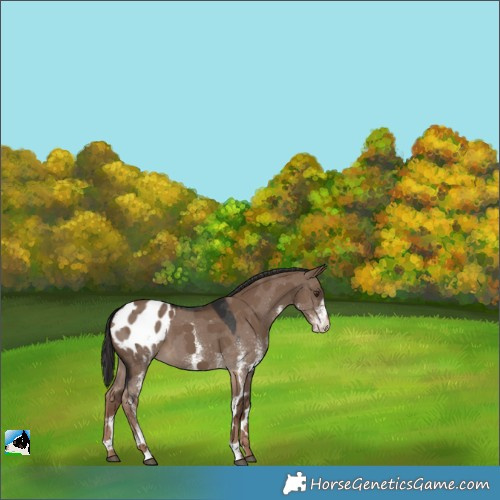 Horse Color:White Spotted Liver Red Dun Appaloosa