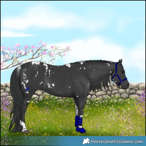 Horse Color:White Spotted Black Tobiano 