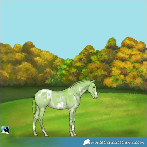 Horse Color:Watercolor Liver Red Dun Sabino Appaloosa 