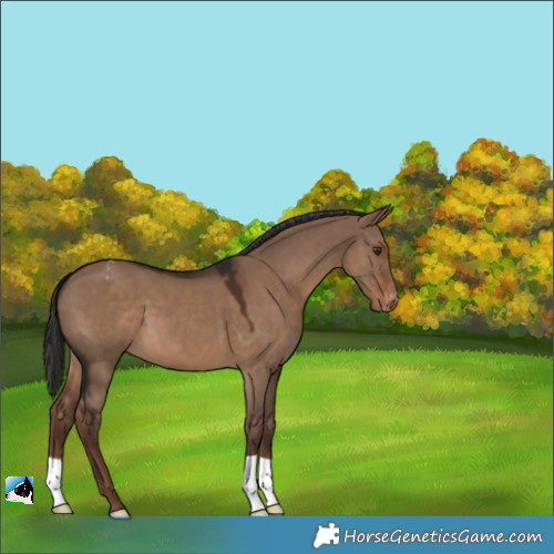 Horse Color:Liver Red Dun Appaloosa 