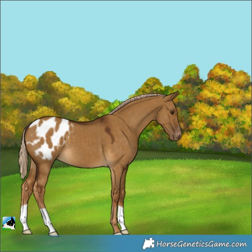 Horse Color:Chocolate Palomino Dun Appaloosa 