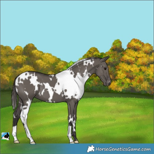 Horse Color:White Spotted Smoky Grullo Varnish 