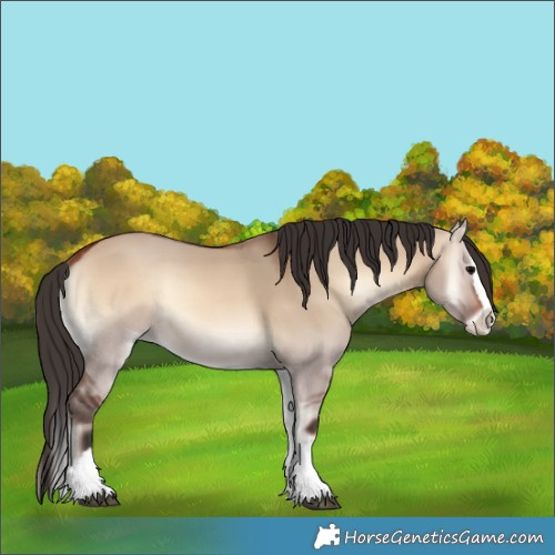 Horse Color:Bay Onyx Splash 