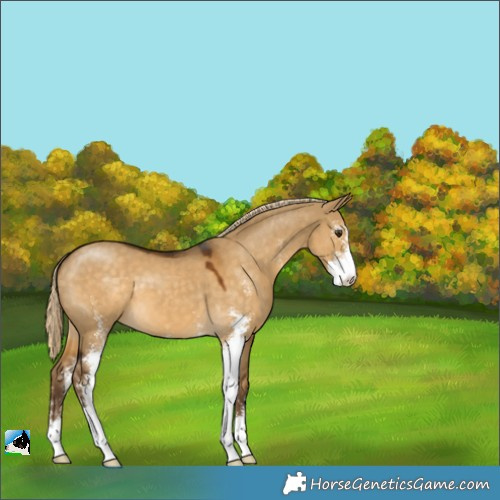 Horse Color:Chocolate Palomino Dun Sabino 