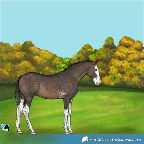 Horse Color:Brown Dun Sabino Splash 
