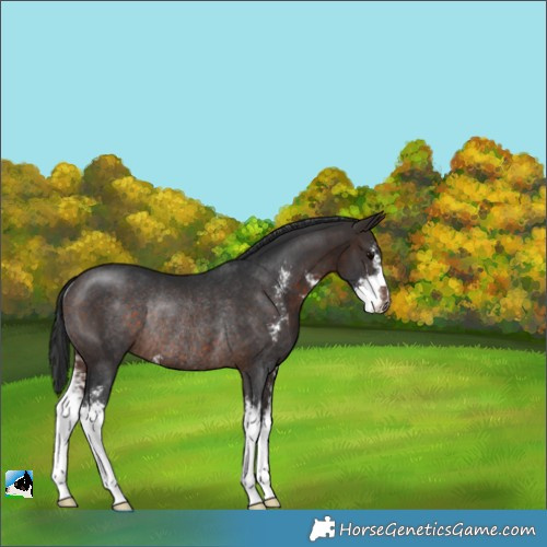 Horse Color:Brown Sabino Rabicano 