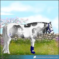Horse Color:Gray White Spotted Black Splash Tobiano 