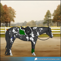 Horse Color:White Spotted Black 