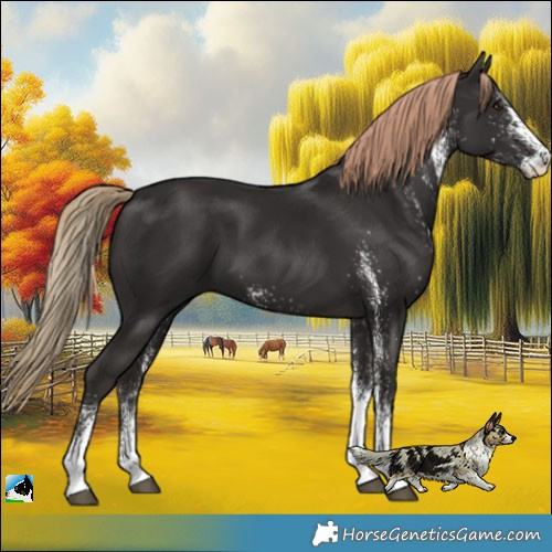 Horse Color:White Spotted Liver Chestnut 