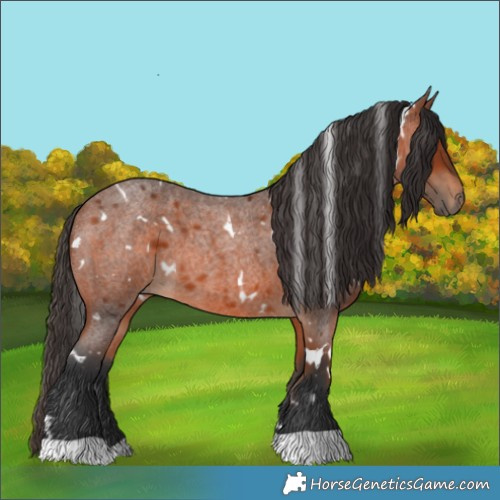 Horse Color:White Spotted Bay Roan