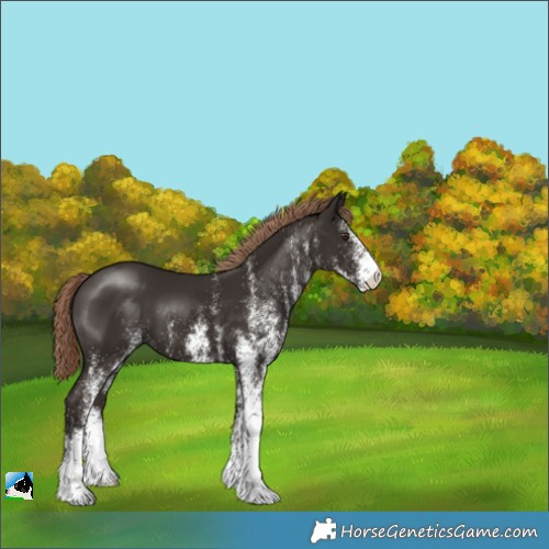 Horse Color:White Spotted Liver Chestnut 