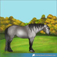 Horse Color:Gray Grullo