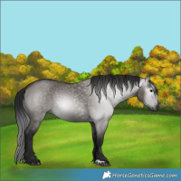Horse Color:Gray Grullo
