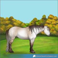 Horse Color:Gray Red Dun