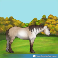 Horse Color:Gray Red Dun 