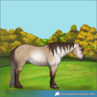 Horse Color:Gray Red Dun 