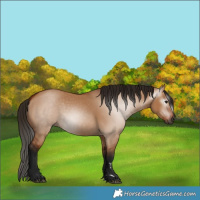 Horse Color:Gray Bay Dun 
