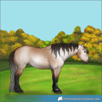 Horse Color:Gray Bay Dun 