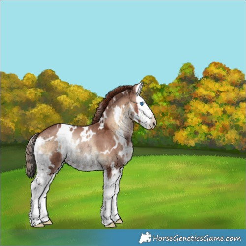 Horse Color:White Spotted Red Onyx Ice Splash Appaloosa 