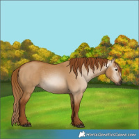 Horse Color:Gray Red Dun 