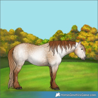 Horse Color:Gray Red Dun 