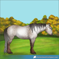 Horse Color:Gray Liver Red Dun 