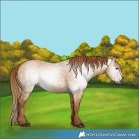 Horse Color:Gray Red Dun