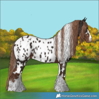Horse Color:White Spotted Liver Chestnut Near Leopard