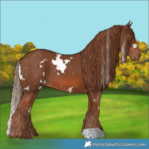 Horse Color:White Spotted Chestnut
