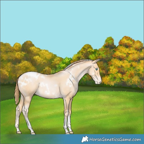 Horse Color:White Spotted Buckskin Pearl Tobiano Appaloosa Rabicano 