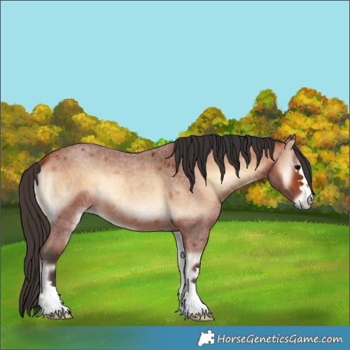 Horse Color:Bay Roan Onyx 
