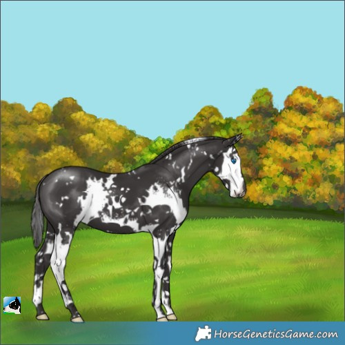 Horse Color:White Spotted Smoky Black Sabino Splash 