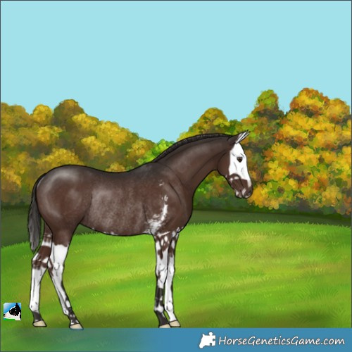 Horse Color:Liver Chestnut Sabino Splash Rabicano 
