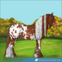 Horse Color:White Spotted Chestnut Appaloosa 