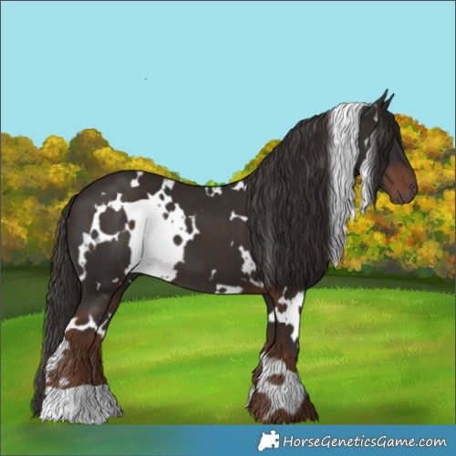 Horse Color:White Spotted Liver Chestnut