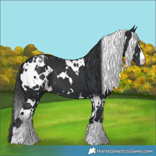 Horse Color:White Spotted Black Blanket