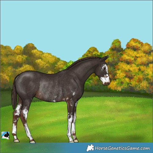 Horse Color:Liver Chestnut Sabino Rabicano