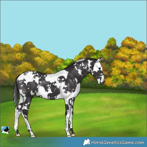 Horse Color:White Spotted Smoky Black Sabino Splash 