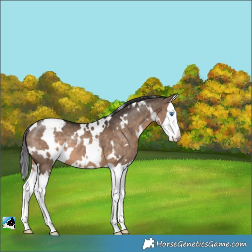 Horse Color:White Spotted Brown Dun Splash 