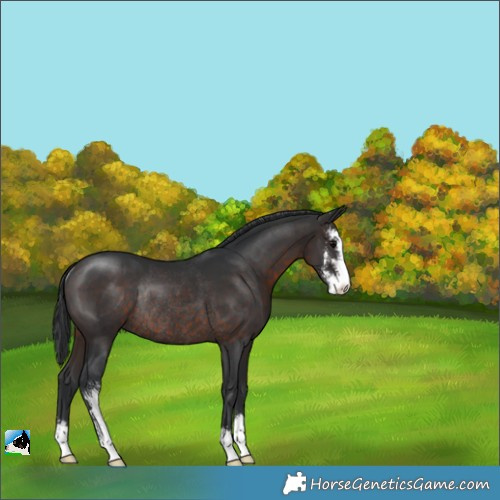 Horse Color:Brown Sabino Rabicano 