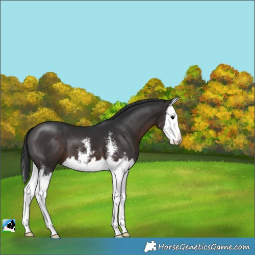 Horse Color:Brown Sabino Splash 
