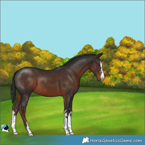 Horse Color:Liver Chestnut 