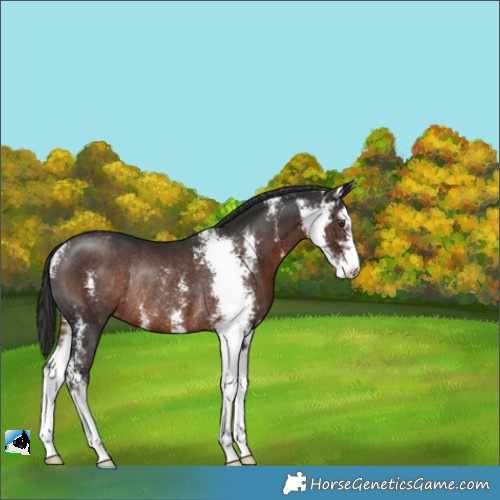 Horse Color:Liver Chestnut Sabino Rabicano 