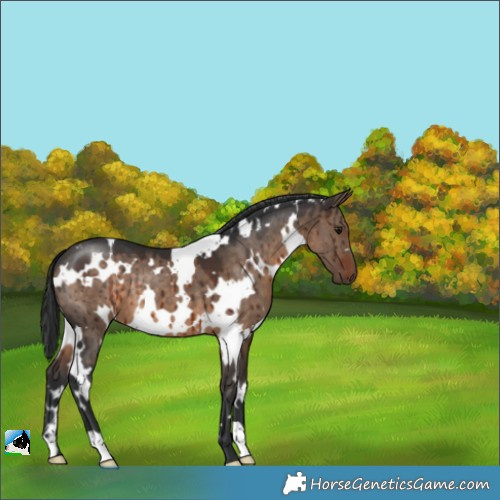 Horse Color:White Spotted Brown Dun Brindle 